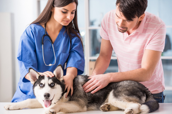 Как долго требуется восстановление после абдоминальной операции у собаки или кошки?